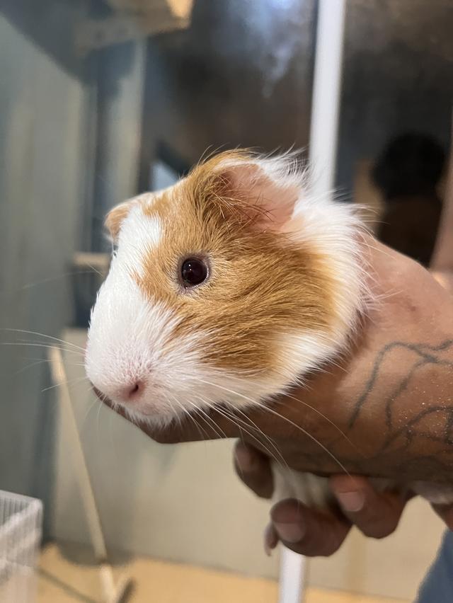 แกสบี้น่ารักๆ 5-6เดือนค่ะ