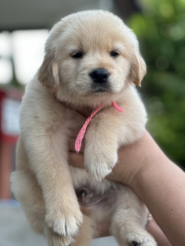 โกลเด้นรีทีฟเวอร์แท้ รูปที่ 8