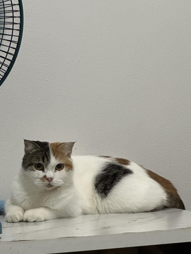 น้องเดซี่