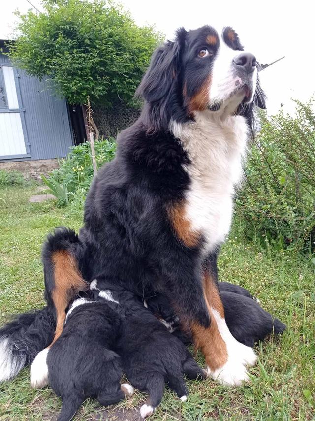 Bernese Mountain Puppies 6