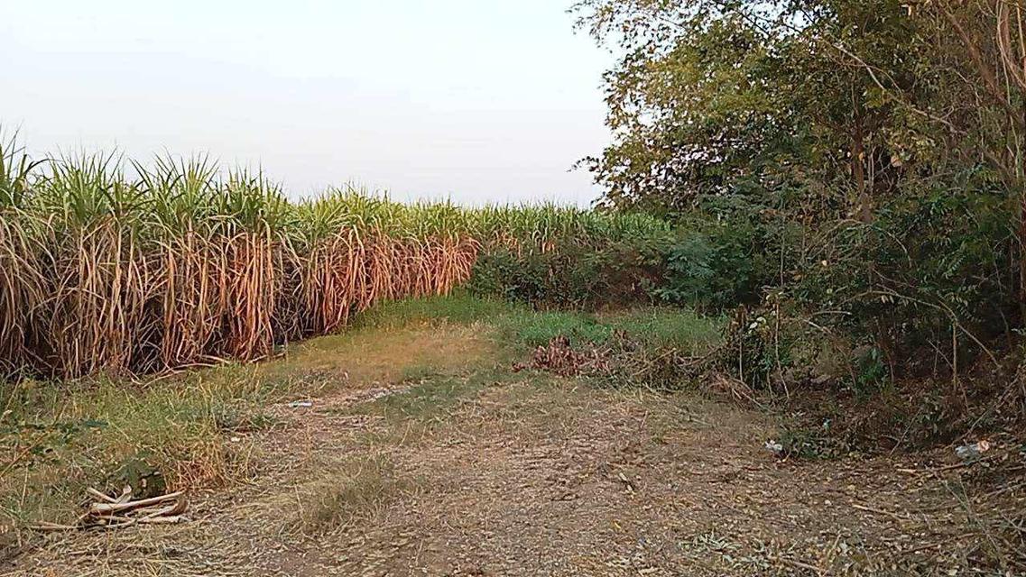 อสังหาริมทรัพย์ ที่ดิน 3