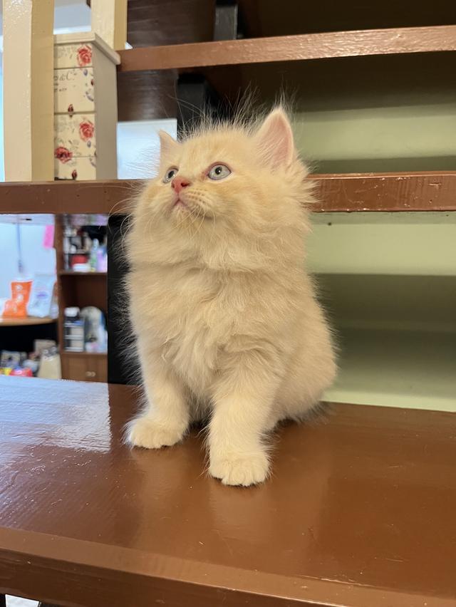 น้องแมวเปอเซีย สีส้มสีครีม 🔥🔥🙏 รูปที่ 9