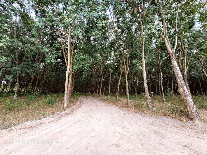 🔥 ขายที่ดินสวนยาง แปลงสี่เหลี่ยมสวย ปลวกแดง ระยอง ทำเลทอง EEC ใกล้นิคมฯ เหมาะเก็งกำไรหรือทำจัดสรร 🔥 11