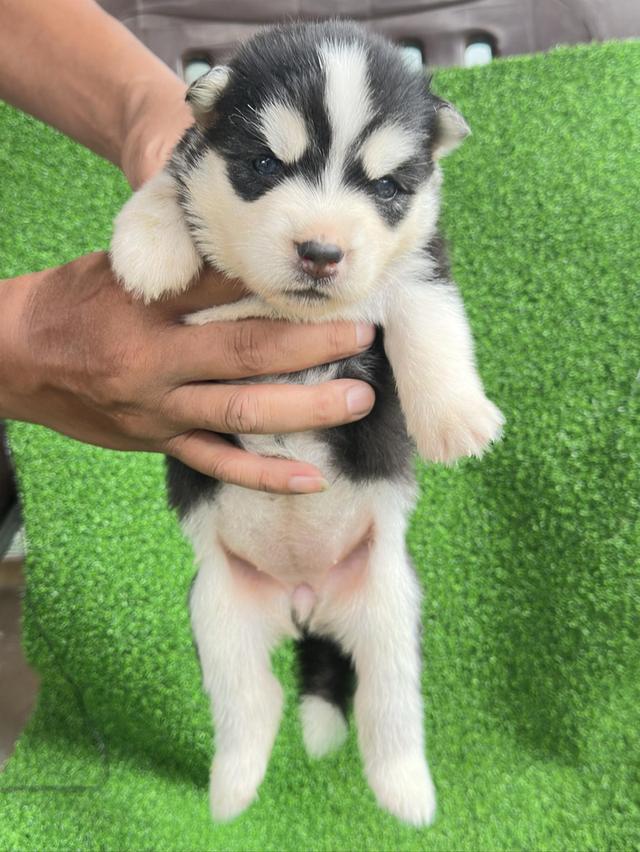 น้องหมาไซบีเรียน 8