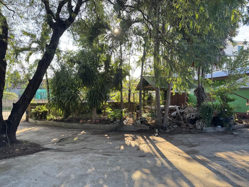 ขายบ้านพร้อมที่ดิน 1ไร่กว่าๆ อ.เมือง จ.เลย 9