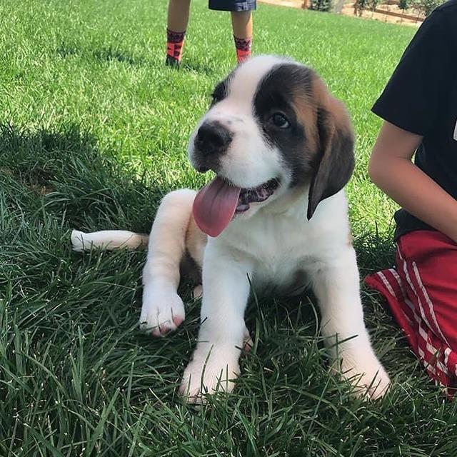 Saint Bernard Puppies  WhatsApp me : +66 63 826 3042