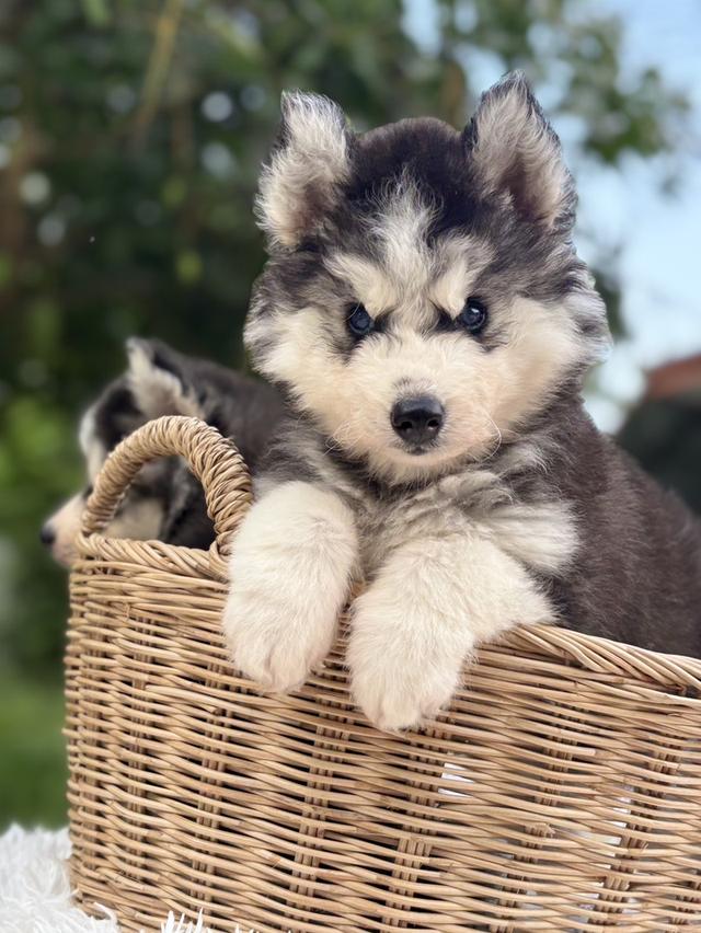 ไซบีเรียนวูดลี่โค้ช ตาสีน้ำเงิน