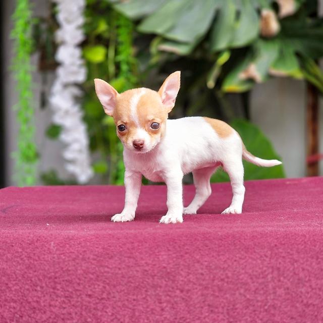 Chihuahuaแท้ขนสั้นเพศเมีบน้องกันตาsizeเล็กมินิ