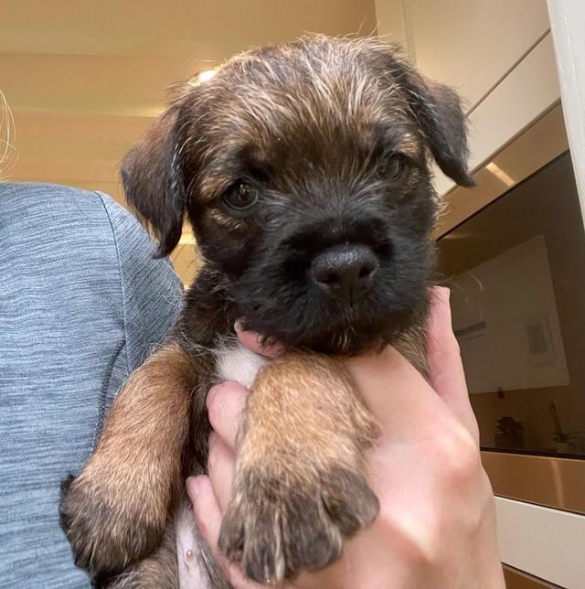Border terrier Available WhatsApp me : ( +63 985 762 7466 ) 2