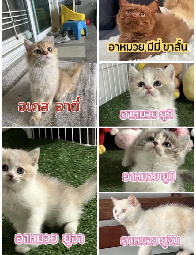 แมว เริ่มต้นจองเพียง3500ผ่อนไปเลี้ยงไปได่เลย อาย18ปีขึ้นไป ทักได้เลยค่ะค่าเทอมเริ่ม9500