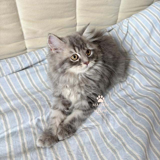 ❌🏠ได้บ้านแล้ว เปอร์เซีย สีเทาแท็บบี้ ตัวผู้ 3