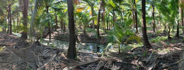 ขายที่ดิน บ้านและสวนมะพร้าว 11