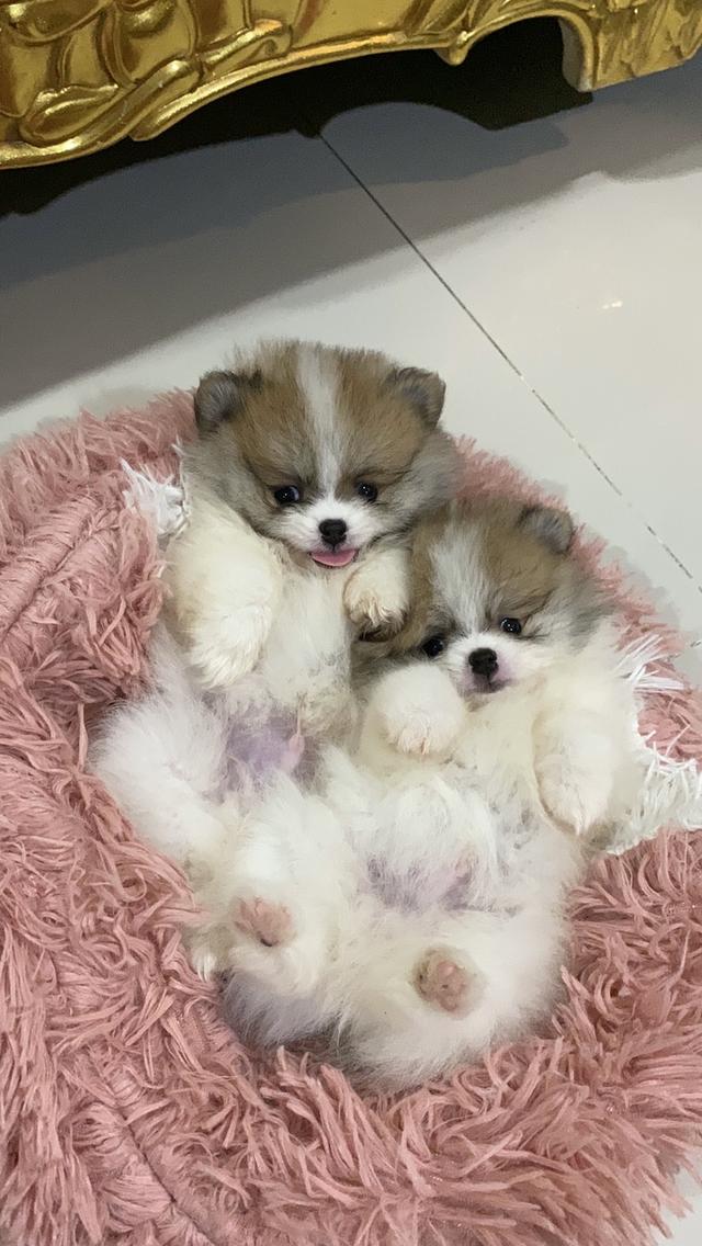 ลูกปอมเมอเรเนียนแท้ มาดูตัวจริงได้
