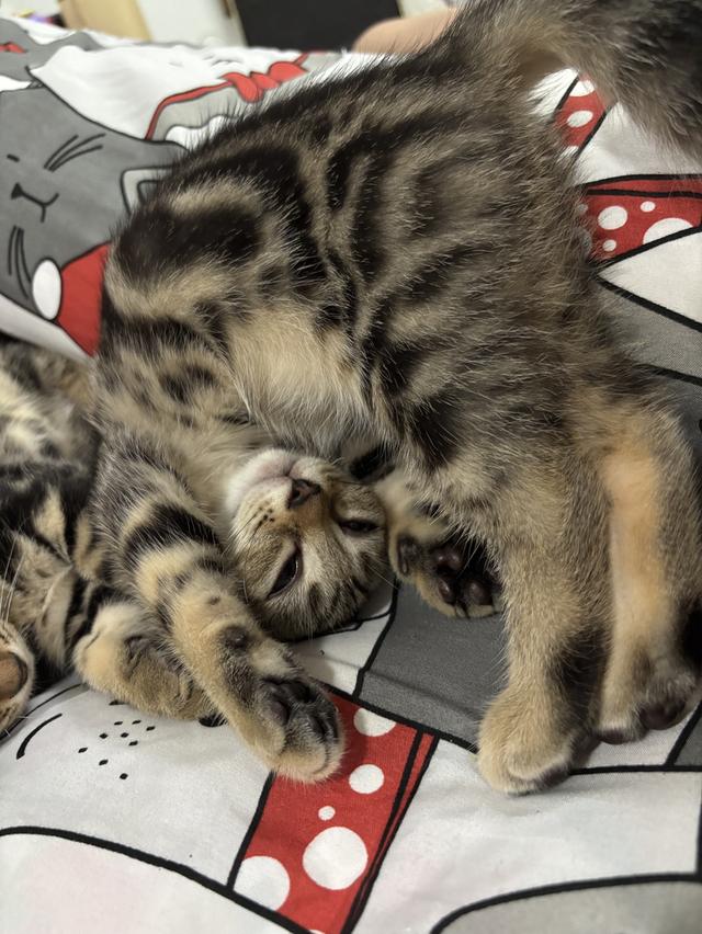 ลูกแมว American Shorthair รูปที่ 7