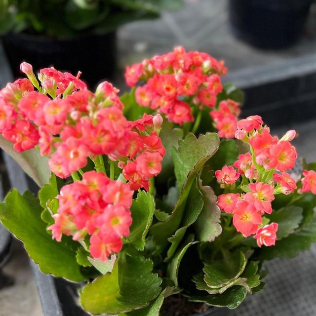 ขายกุหลาบหิน Kalanchoe blossfeldiana Poelln 3