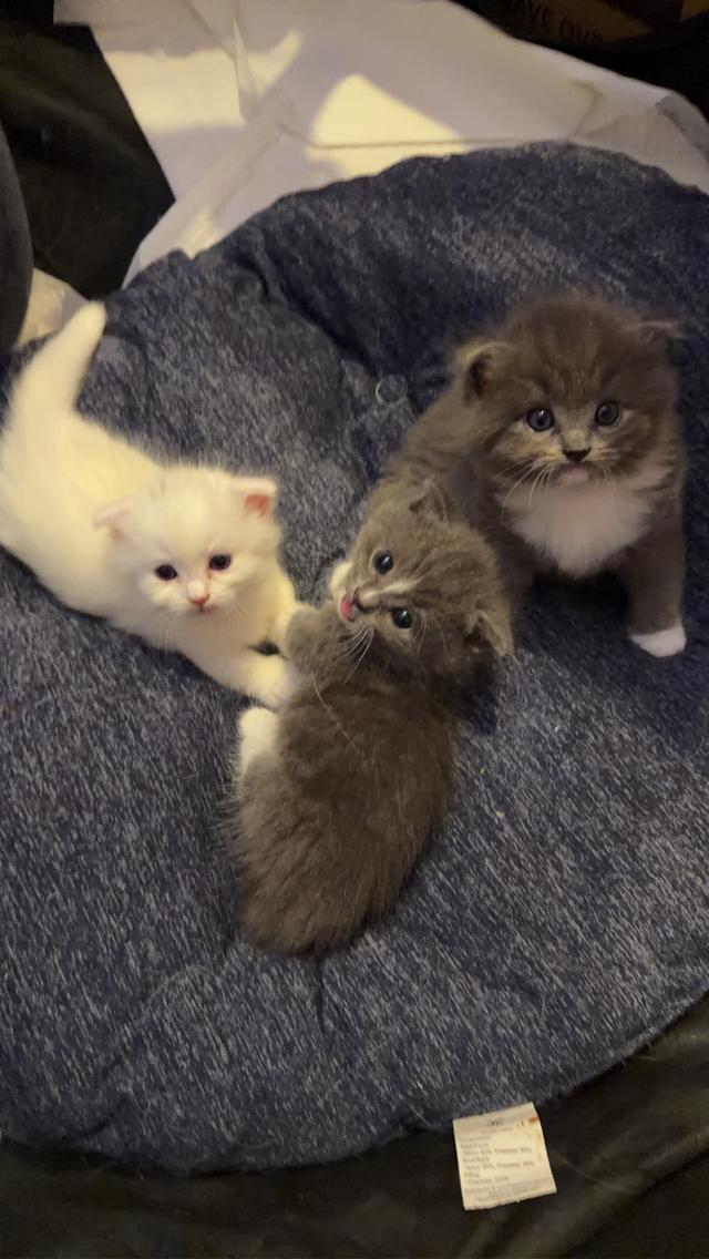 แมวขาสั้นผสมแร็คดอลล์ 7