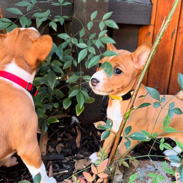 Basenji puppies for sale