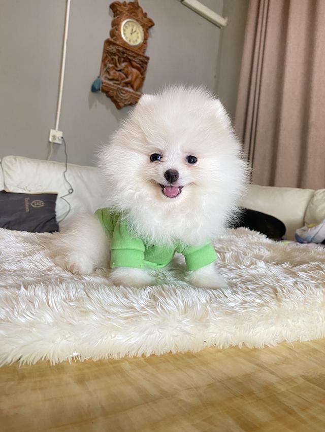 จำหน่ายลูกสุขันปอมเมอรเรเนียนแท้ ส่งฟรี มีประกันสุขภาพ