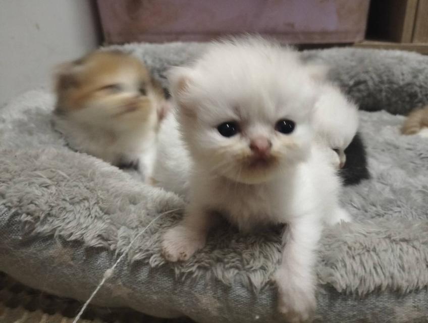 เปิดจอง เด็กๆอายุ 2 สัปดาห์ เปิดกล้องดูก่อนได้ค่ะ 15