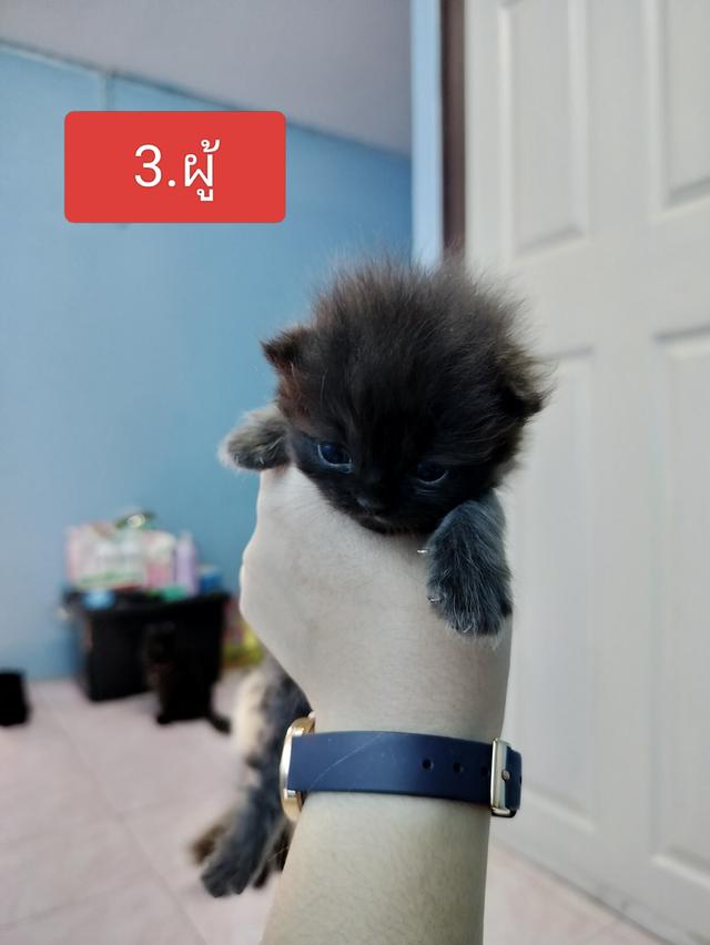 สัตว์เลี้ยงแมวเปอร์เซีย รูปที่ 4