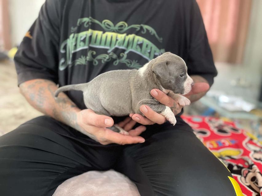American Pitbull bruno รูปที่ 3