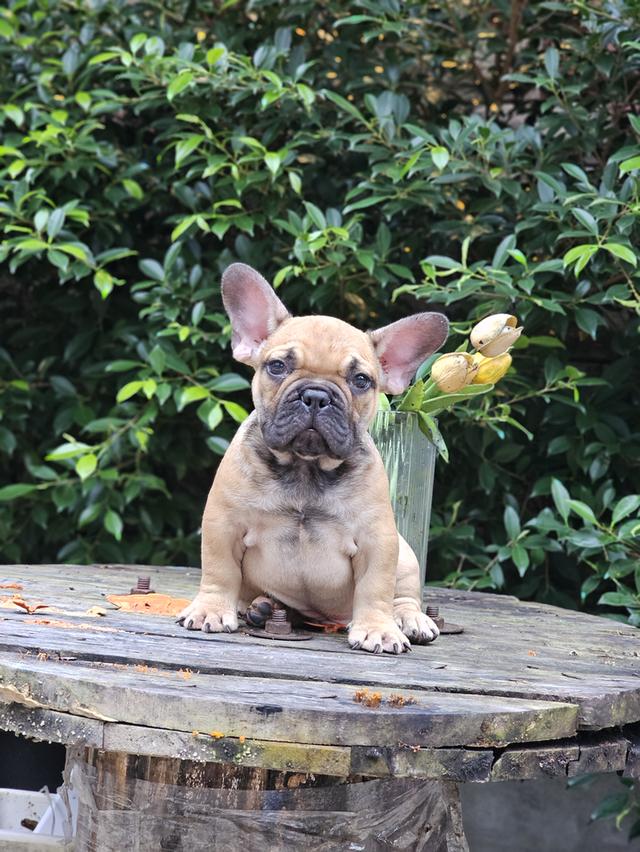 เฟรนช์บลูด็อก