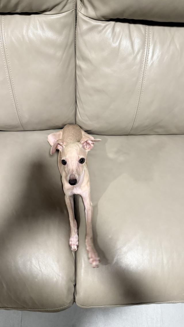 อิตาเลียน เกรย์ฮาวด์ รูปที่ 2