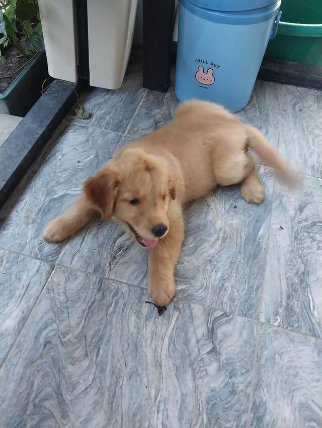 Golden retriver puppy