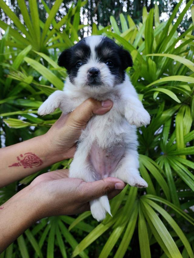 ลูกสุนัขชิวาวาขนยาว. รูปที่ 7