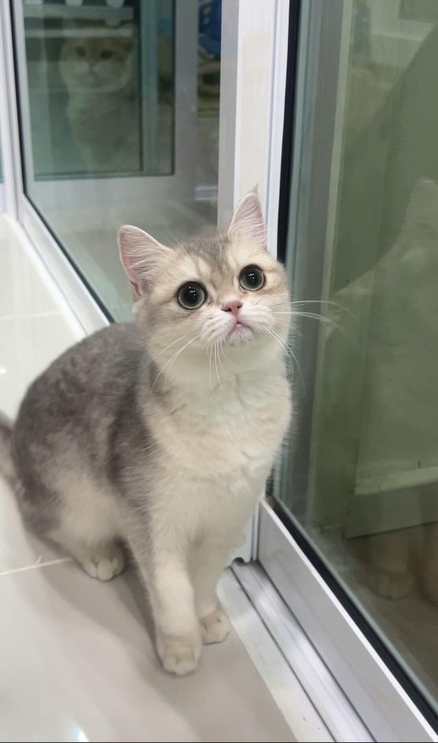 ดญ.บริติช(AY)พร้อมย้าย