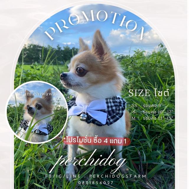 หมา ปลอกคอหมา 3เเถม1 คละเเบบได้