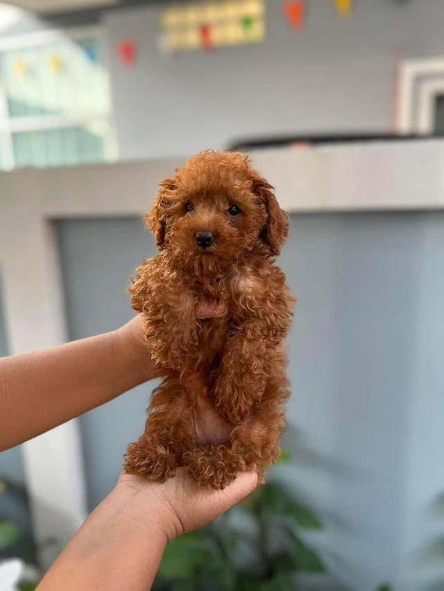 Poodle puppies | WhatsApp me : +66 63 826 3042