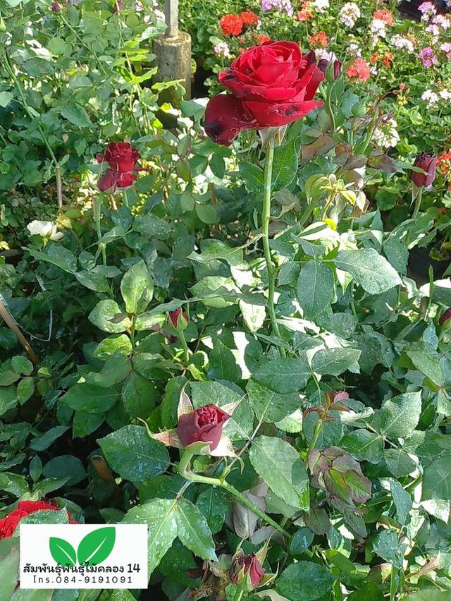 กุหลาบ ต้นกุหลาบ ต้นดอกกุหลาบ