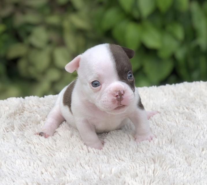 ลูกสุนัขอเมริกันบูลลี่ 2