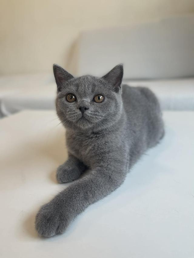 British Shorthair WCF ดช รูปที่ 4