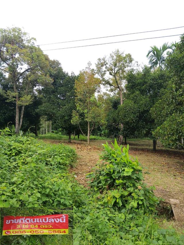 ขายที่ดิน อยู่ที่ประแส อำเภอแกลง ระยอง 1