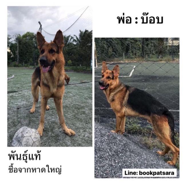 ลูกสุนัขเยอรมันเชพเพิร์ด (อัลเซเชี่ยน สุนัขตำรวจ) ว่าง ผู้3 เมีย1 รูปที่ 4