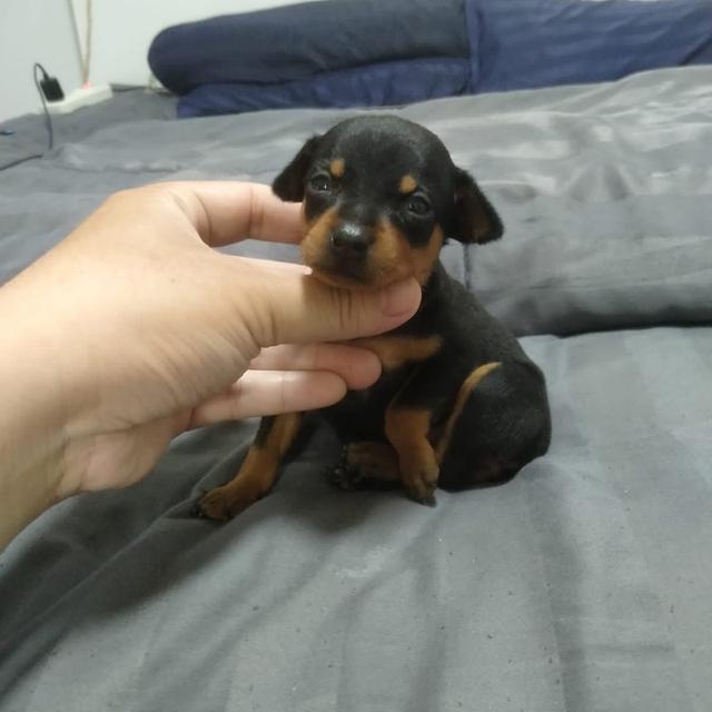 เปิดจองลูกสุนัข Miniature Pinscher 4