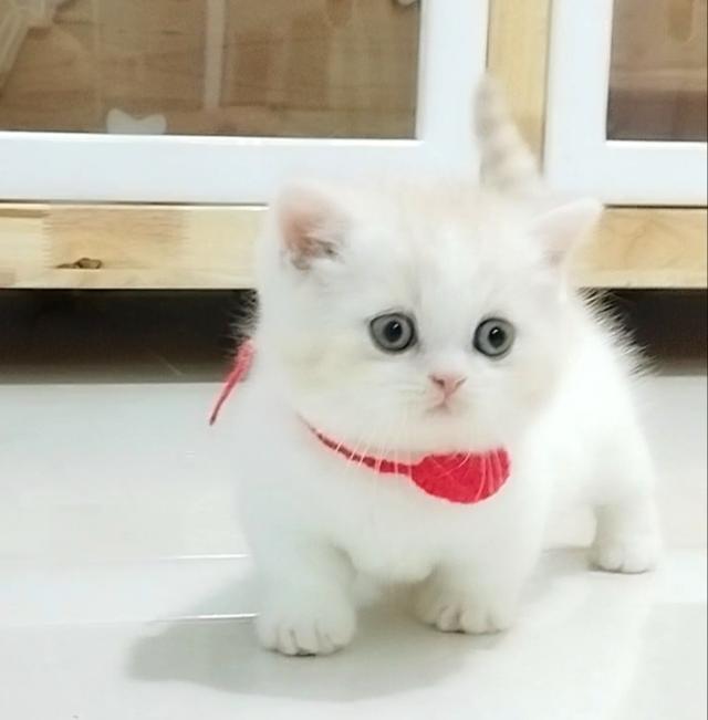 แมวขาสั้น (มันช์กิ้น) 4
