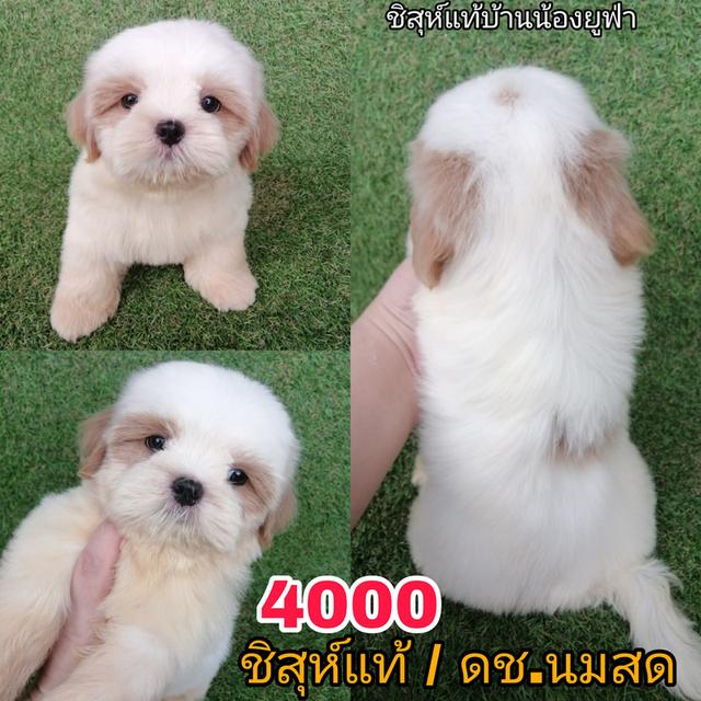 ด่วน!! ชิสุห์เเท้ 6900 ลดเหลือ เริ่มต้น 4000 สีขาวครีม สีหายาก ช.3 ญ 1  วัคซีน ถ่ายพยาธิเทสลำไส้ พร้อมย้าย รูปที่ 7