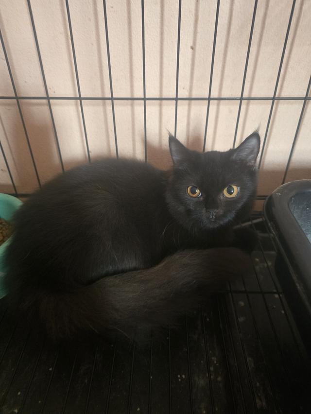 แมวบริติชช็อตแฮร์ผสมสก็อตติช 17