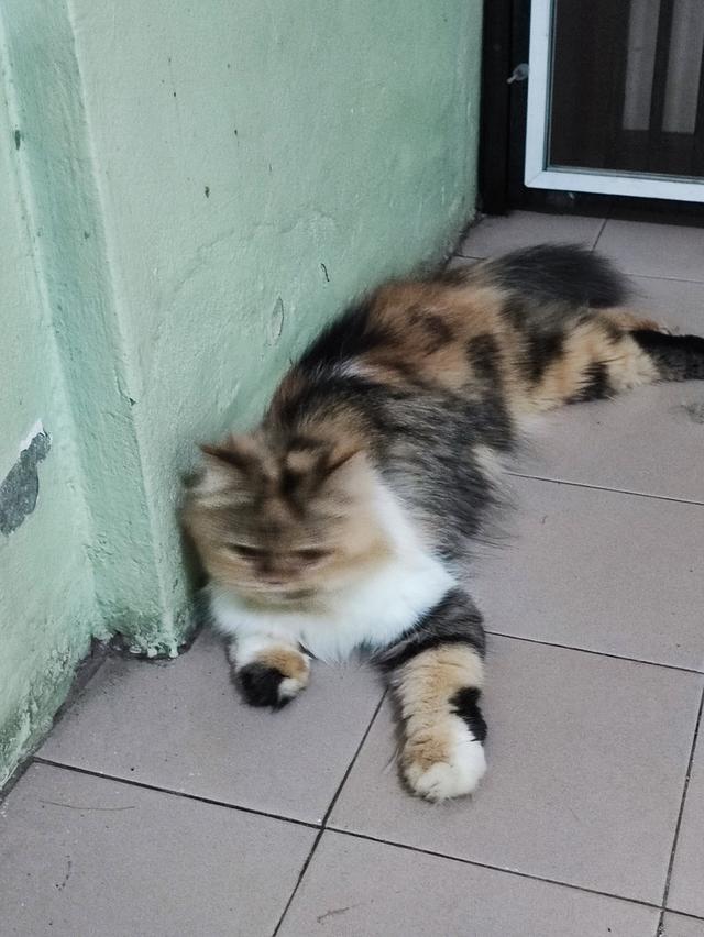Persian big femail cats รูปที่ 9