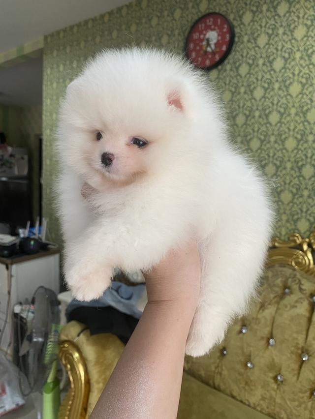 ปอมเมอเรเนียนแท้ พร้อมย้ายบ้าน รูปย่อยที่ 2