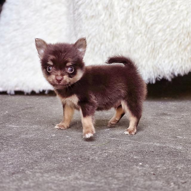 Chihuahuaช็อคแทนหนุ่มน้อยน้องมินิตัวจิ๋วน่ารักมาก
