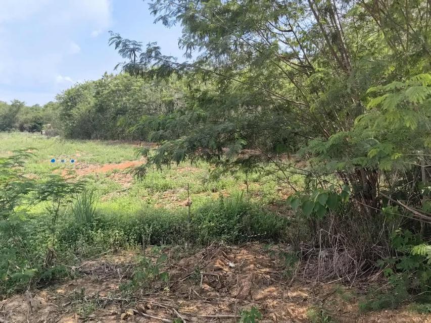 ที่ดินเปล่า 10 ไร่ ที่วังหมี วังน้ำเขียว