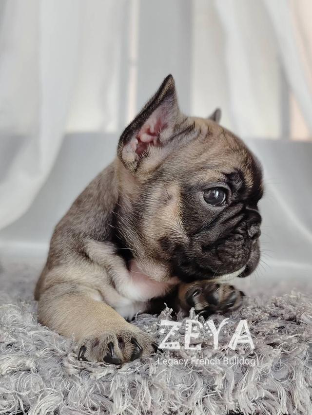 ZEYA เฟรนช์บูลด็อก เพศเมีย สีเซเบิล 11