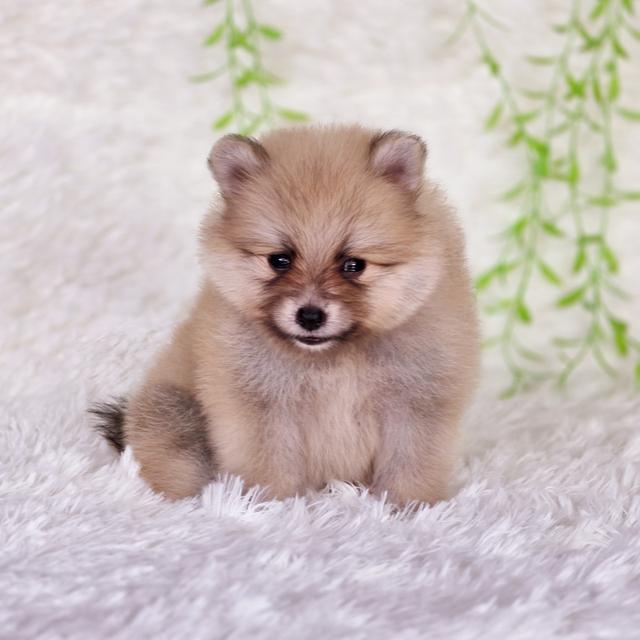 ปอมเมอเรเนียน น้องโนเบลเพศเมีย