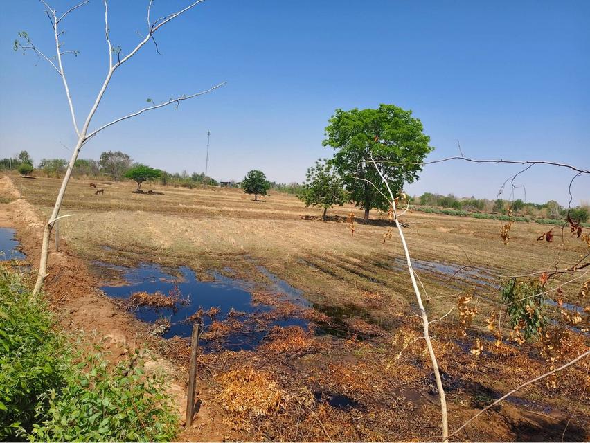 ️ด่วน เจ้าของขายเอง🎉 🎉12 ไร่ 52ตารางวา ไร่ละ250,000 บาท โฉนดครุฑแดง🌟 อยู่ใกล้โรงพยาบาลบัวลาย ด้านหน้าติดถนนคอนกรีต มีไฟฟ้า ด้านหลังติดห้วยสาธารณะ 3