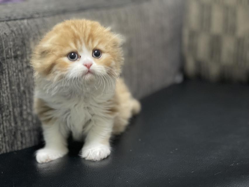 น้องส้มมงคล-เพศผู้(เกิด19/9/68) 13