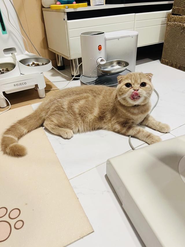 แมว สก็อตติชโฟลด์ เพศ ผู้ เลี้ยงด้วยความรัก รูปที่ 3